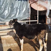 دو راس گوساله ماده مونت بیلیارد جنس شیری.تلیسه.گاو