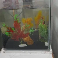 آکواریم شیشه خم