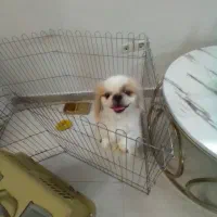 فروش پیکینیز امپریال