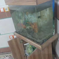 آکواریوم شیشه خم|ماهی|ورامین, شهرک مدرس|دیوار