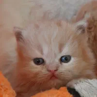 بچه گربه|گربه|کرمانشاه, |دیوار