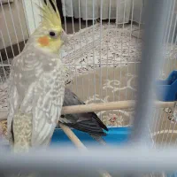 عروس هلندی مادر و بچه|پرنده|فردیس, سپید دشت|دیوار