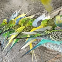 پرنده مرغ عشق|پرنده|میناب, |دیوار