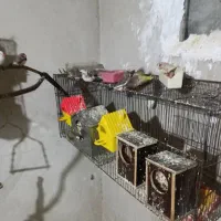 فنچ مولد. وجوجه