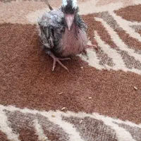 ۲عدد جوجه کبوتر
