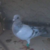 انگشتر کفتر