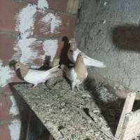 گمشده هرکسی گرفته خریدارم