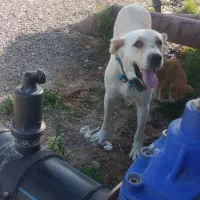 سلام سگ ماده افغانی فیض آباد مه ولات