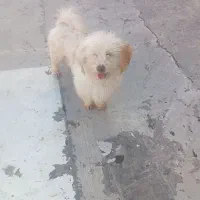 سگ پیدا شده