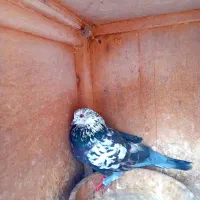 پرندگان|پرنده|فومن, |دیوار