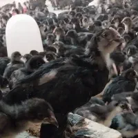 فروش جوجه یک‌ ماهه مرندی