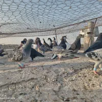 کفتر پرشی 30 تا رنگ والمانی