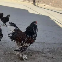 خروس برهما ومرغ لاری