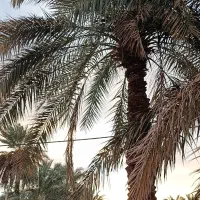 فروش زمین کشاورزی مسکونی کروک