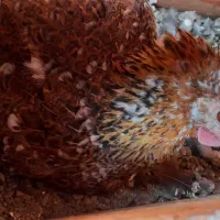 مرغ لری کرچ