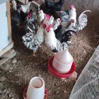 خروس گلین  زیبا