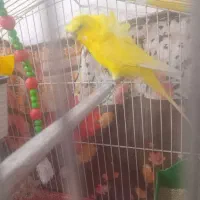 یک عدد مرغ عشق دوگل پروانه ای نر فول|پرنده|دورود, |دیوار