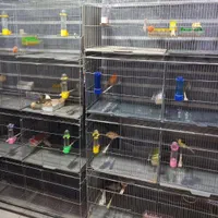 مرغ عشق قناری سهره فنچ برزیلی عروس هلندی|پرنده|نظرآباد, شهرک سید جمال الدین|دیوار