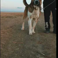 سگ سرابی 28ماه هم با گله میره