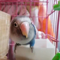 طوطی برزیلی|پرنده|بندر انزلی, پیل علی باغ|دیوار