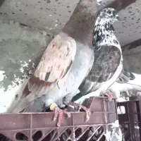 نر تهرانی، کفتر ،پرش سنگین