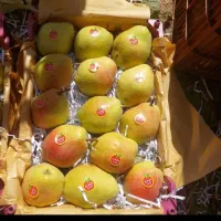 سیب|خوردنی و آشامیدنی|سیلوانه, |دیوار