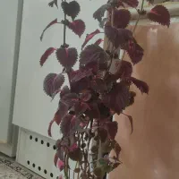 گل طبیعی حسن یوسف