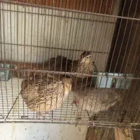 بلدرچین تخم گذار