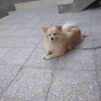 سلام پامرروباهی خوشرنگ تربییت شده قیمت ۹|سگ|بیرجند, |دیوار