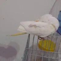 طوطی عروس لوتینو دستی|پرنده|فومن, |دیوار