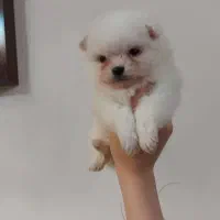 توله پامرانین خرسی از پدر و مادر وارداتی|سگ|محمدشهر, شهرک پیام (مهرالبرز)|دیوار