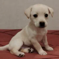 اشپیتز تریر