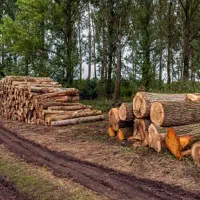 خریدار چوب صنوبر و باغات