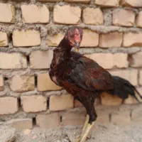 جوجه مرغ و خروس|حیوانات مزرعه|سبزوار, قصبه غربی|دیوار