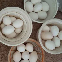 تخم مرغ نطفه دار محلی اصل،نژاد پاکوتاه ریشی