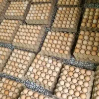 تخم بلدرچین تخم مرغ رسمی محلی