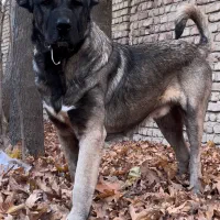 سگ سرابی نر جهت کش ش