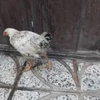 جوجه وار