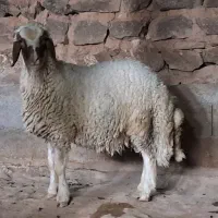 بره قوچ داشتی (کاور ورن)|حیوانات مزرعه|کرمانشاه, |دیوار