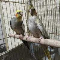 عروس هلندی جفت|پرنده|مشکین‌دشت, |دیوار