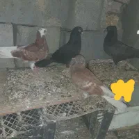 کبوتر|پرنده|رودان, |دیوار