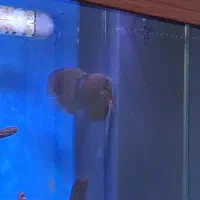 ماهی دیسکس جفت