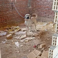 سگ ماده سرابی|سگ|دهگلان, |دیوار