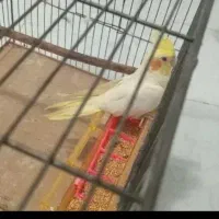 دو تا عروس۴میلیون