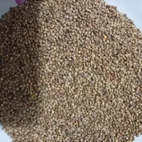 شادونه ریز تمیز تمیز