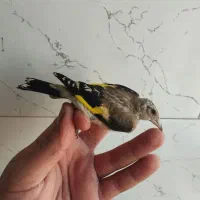 جوجه سهره
