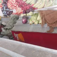 استند و چرخ میوه فروشی