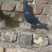 ماده چاپی مسافتی