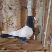 کفتر هوایی و جفتگاه