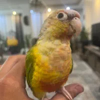گوم شوده درفاز چهار به یابنده مژدگانی داده میشود